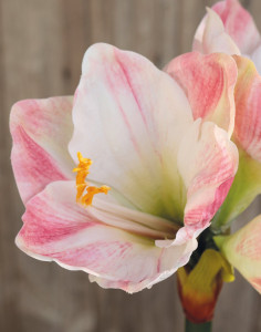 2443 755 a3 Искусственный амариллис, 66 см, бежево-розовый H-andreas