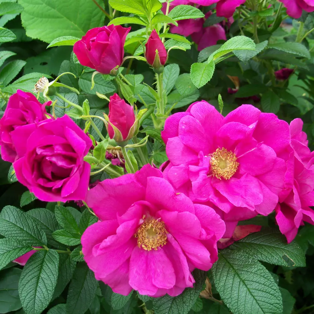 Роза морщинистая Рубра ø15 h55 см 84827426 STLM-2183209 PLANTMARKET 