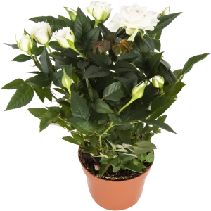 Роза «Бау Монде» микс 82046457 STLM-2084488