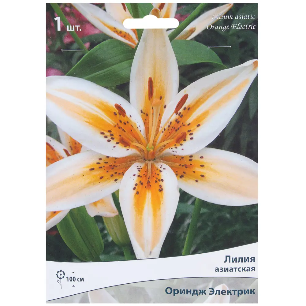 Santreyd Лилия азиатская «Ориндж Электрик» - яркий многолетник для сада 81945463 STLM-1422712
