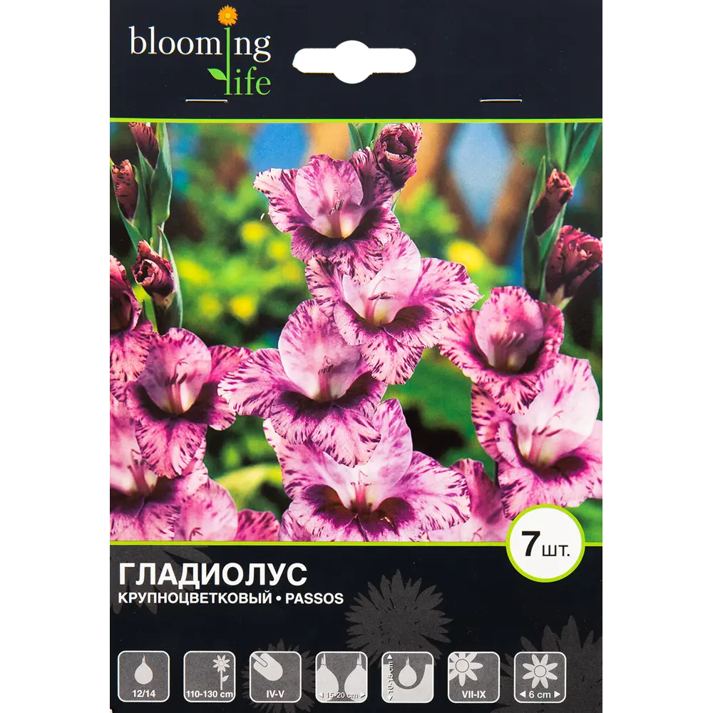 Гладиолус крупноцветковый Пассос 12/14, 7 шт 82539344 STLM-2012981 BLOOMING LIFE 