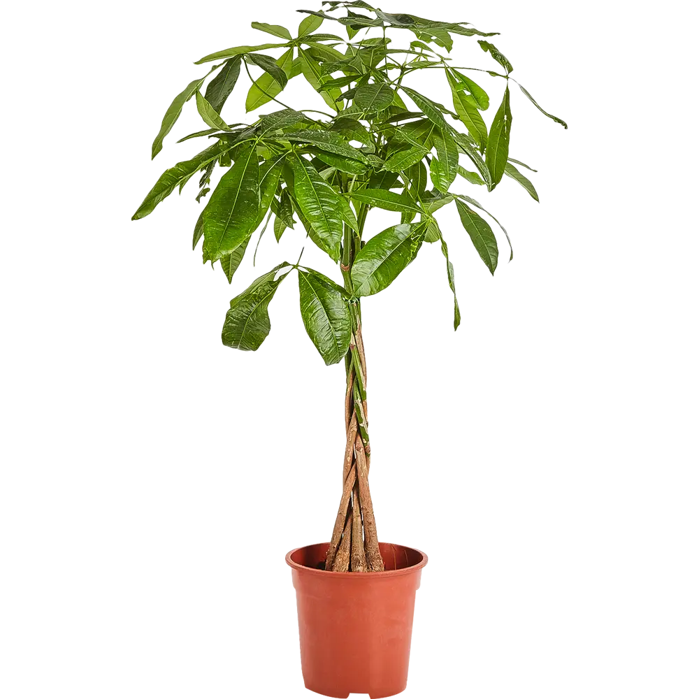 Пахира «Акватика» 19x80 см 82703978 STLM-2189398 Santreyd 