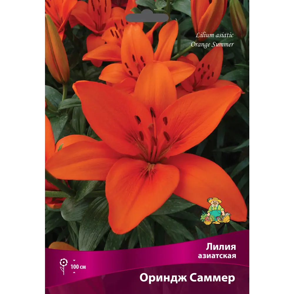 Лилии азиатские Ориндж Саммер луковица 16/18 83597455 STLM-2018174 Santreyd 