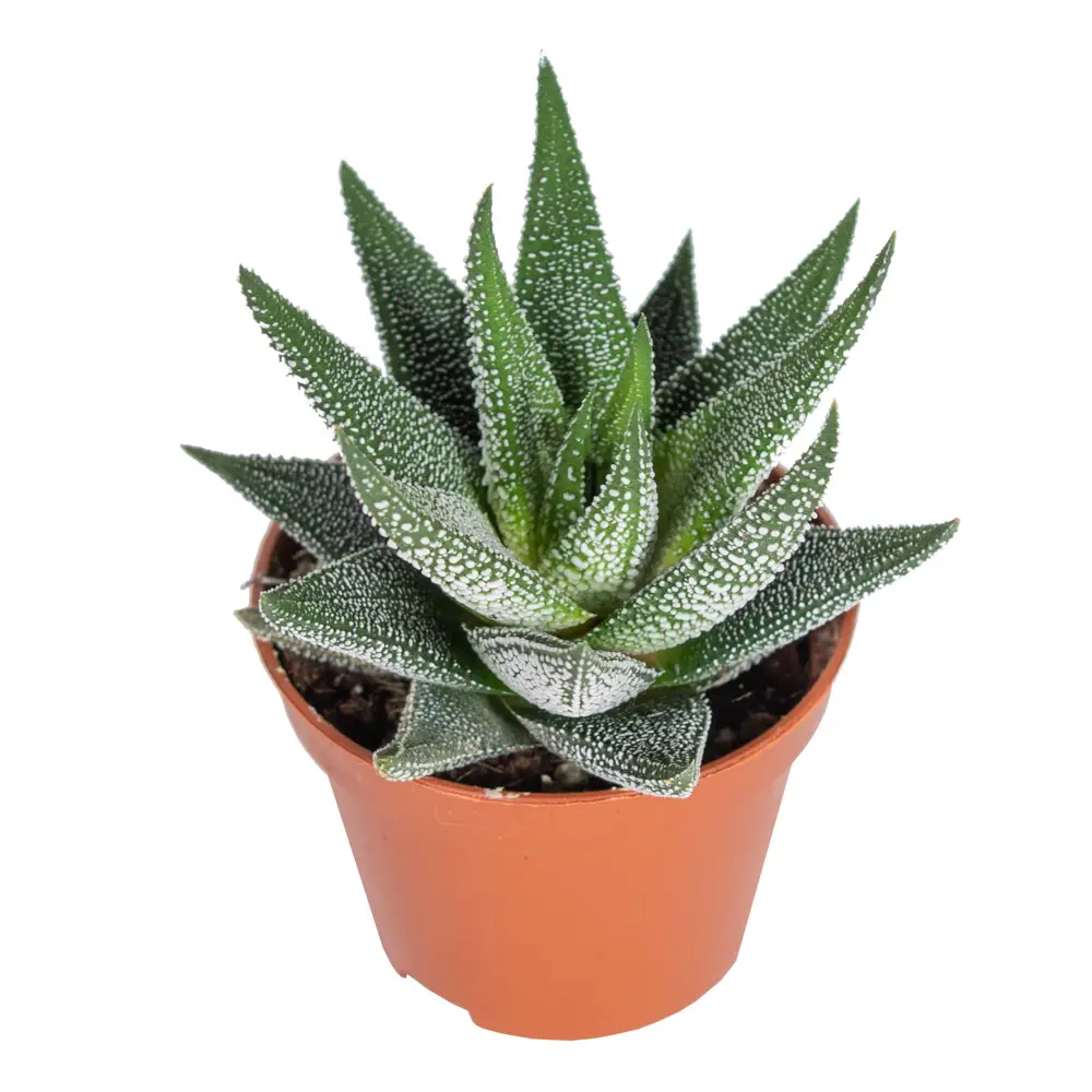 Santreyd Хаворция микс — суккулент для современного интерьера 85325019 STLM-0061569 - Вид №3