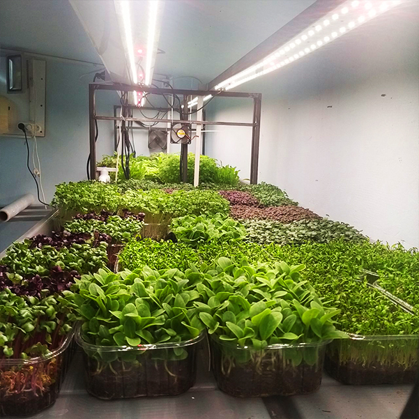 3395 Биколор Комфорт 2.5.b - Рассада,Микрозелень. Белый свет. LAB.Space  - Вид №7