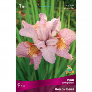 82662336 Ирис сибирский «Лемон Вейл» разбор I