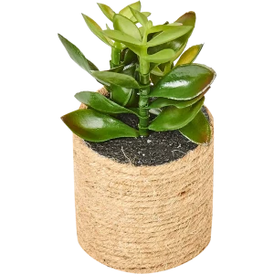 82733287 Горшок с искусственным растением с веревкой ø12 см высота 16 см STLM-0831746