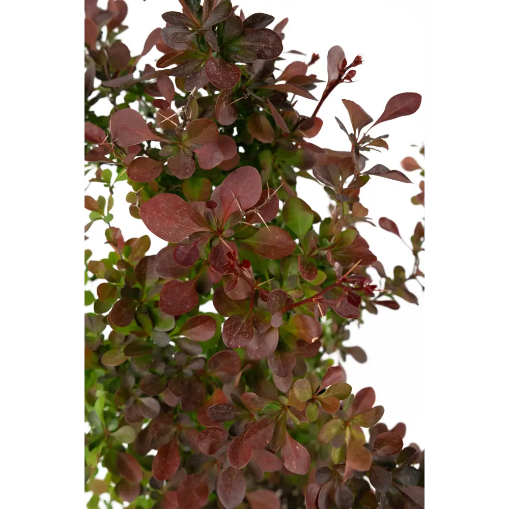 Барбарис Тунберга Atropurpurea 35-55 см 84841607 STLM-2131088 Santreyd  - Вид №3