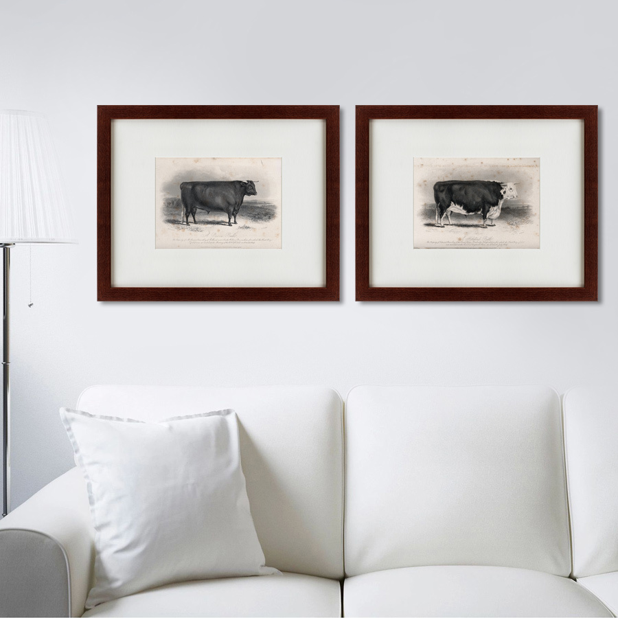 Картина в раме 52х42 см A Hereford bull, 1849 КАРТИНЫ В КВАРТИРУ  135685 Белый;черный  - Вид №2