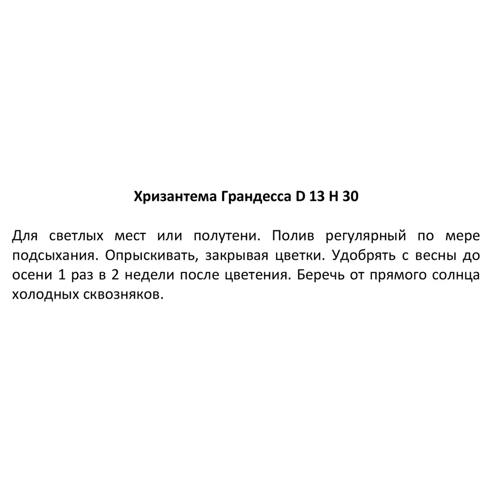 Хризантема Грандесса микс 13x30 см 82141732 STLM-2105749 Santreyd  - Вид №5