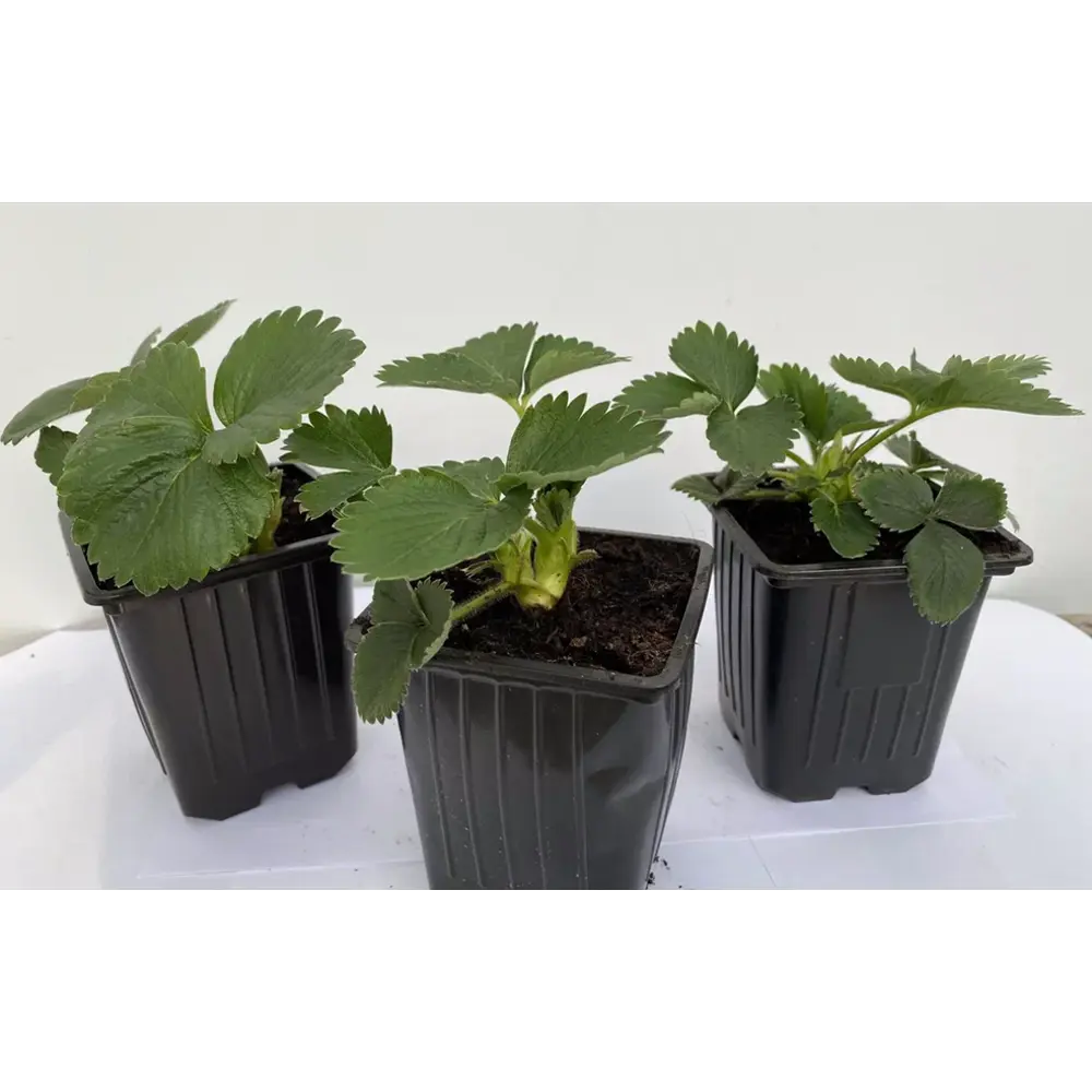 Земляника Викода Santreyd - крупноплодный сорт для богатого урожая 89366445 STLM-0961653