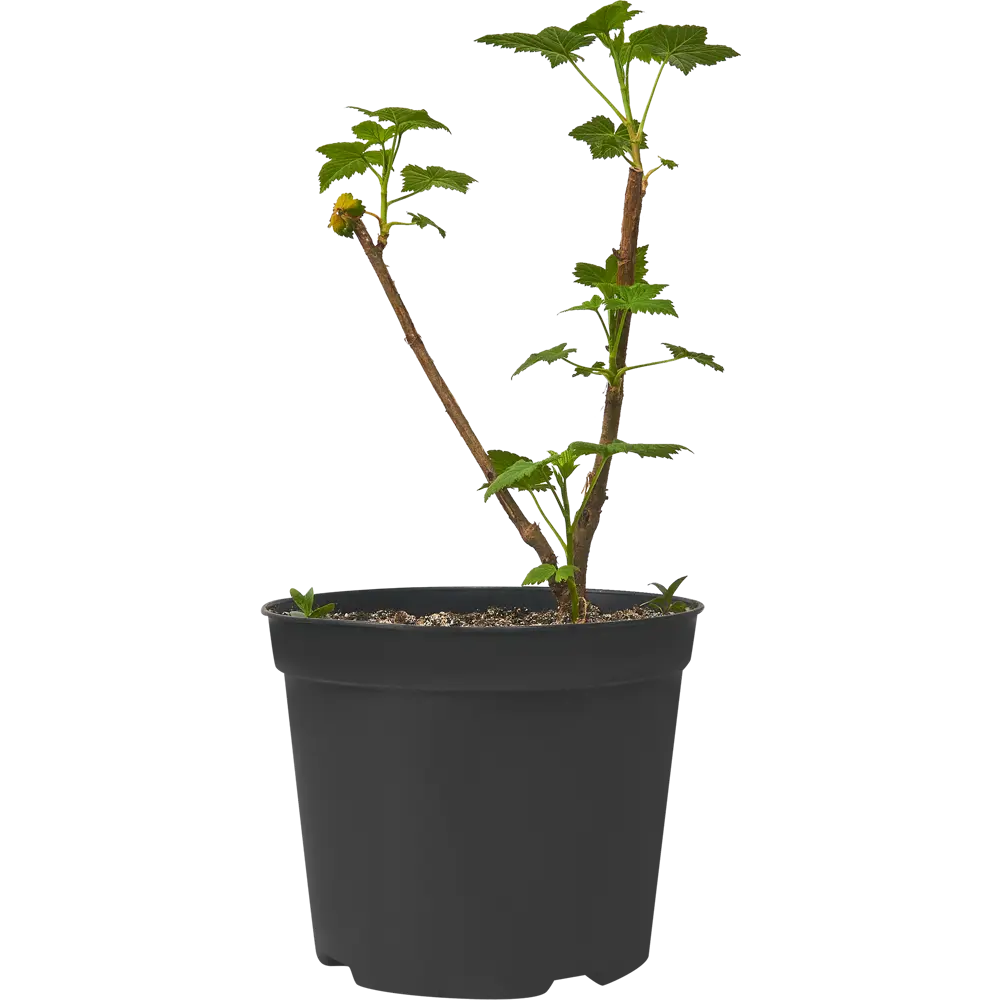 Смородина черная Багира ø15 h30 см PLANTMARKET STLM-2154263 - Вид №1
