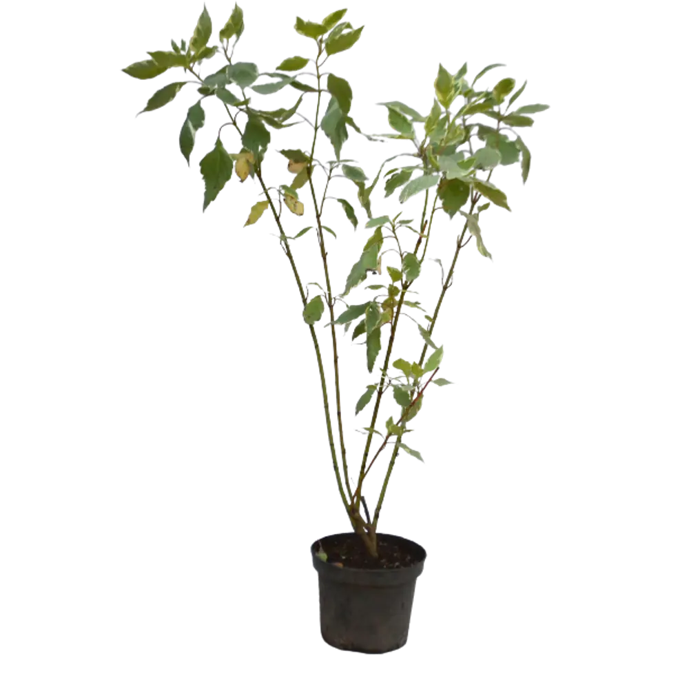 Дёрен белый Аргентеомаргината ø15 h35 см PLANTMARKET STLM-2030995