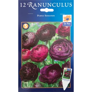 Лютик Перпл Сенсейшн 8/+, 12 шт 82539406 STLM-2047021