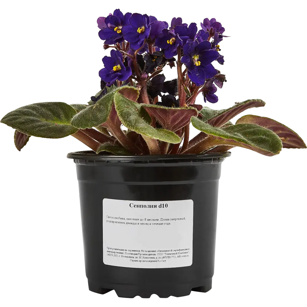 Santreyd Сенполия - цветущее комнатное растение с бархатными листьями 88876072 STLM-0815208