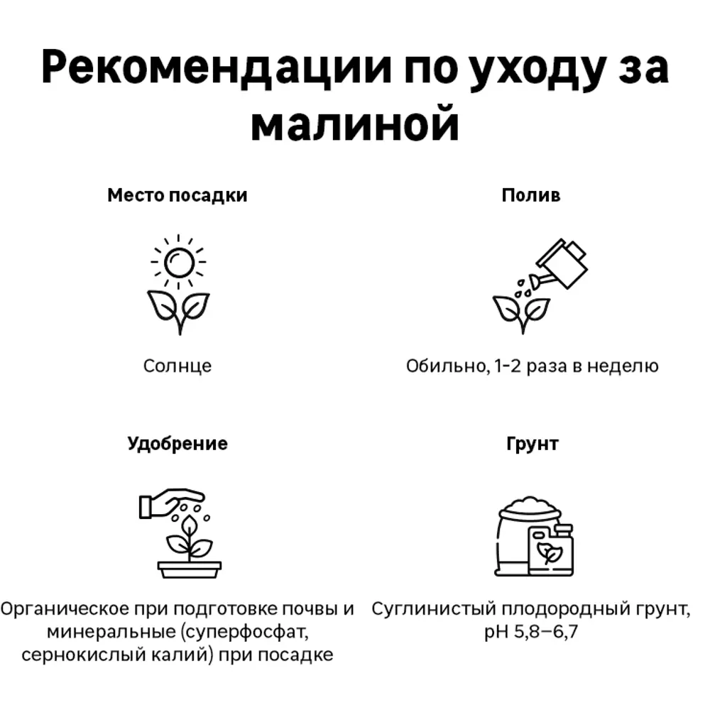 Малина «Брянское диво» C2 высота 60-80 см 82557781 STLM-2154214 ВСЕ В САД  - Вид №1
