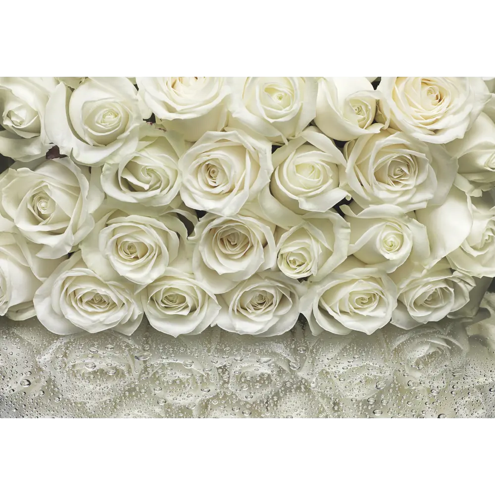 Фотообои бумажные, 368х254 см, KOMAR Белые розы STLM-2162726