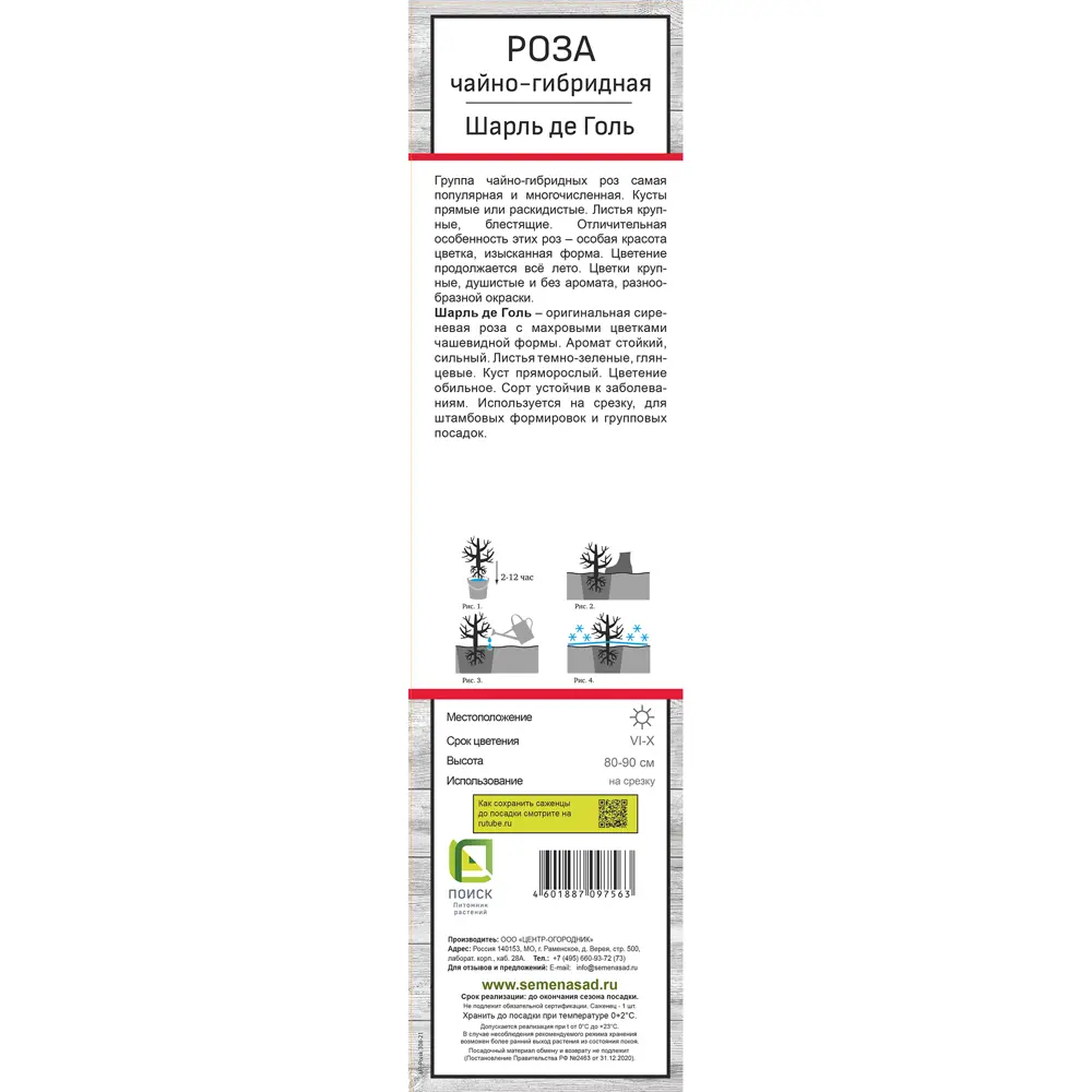 Роза чайно-гибридная Шарль де Голь h37 см 83786575 STLM-2192052 Santreyd  - Вид №2