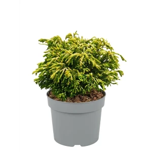 Кипарисовик туполистный Гитте ø13 h15 см