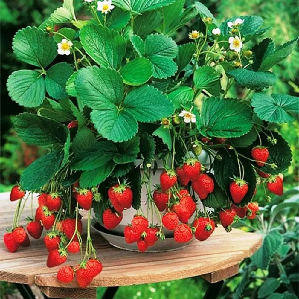 Ампельная земляника Santreyd для кашпо и вертикального озеленения 12710130 STLM-1504662 - Вид №2