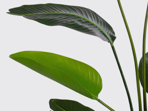 Искусственное растение