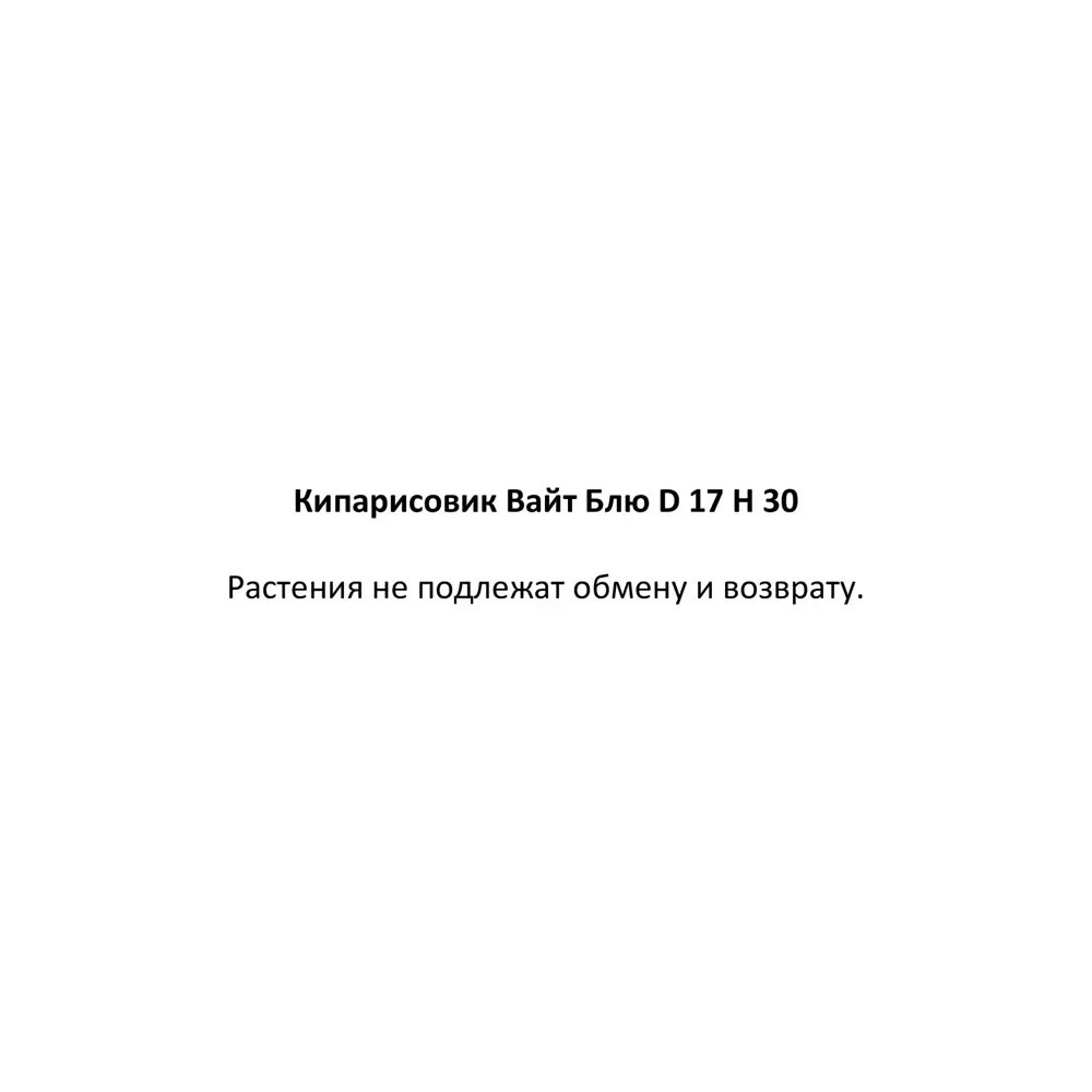 Кипарисовик Вайт Блю ø17 h30 см 87548366 STLM-2042956 Santreyd  - Вид №2