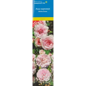 Роза канадская парковая Модэн Блаш 82527400 STLM-2037479