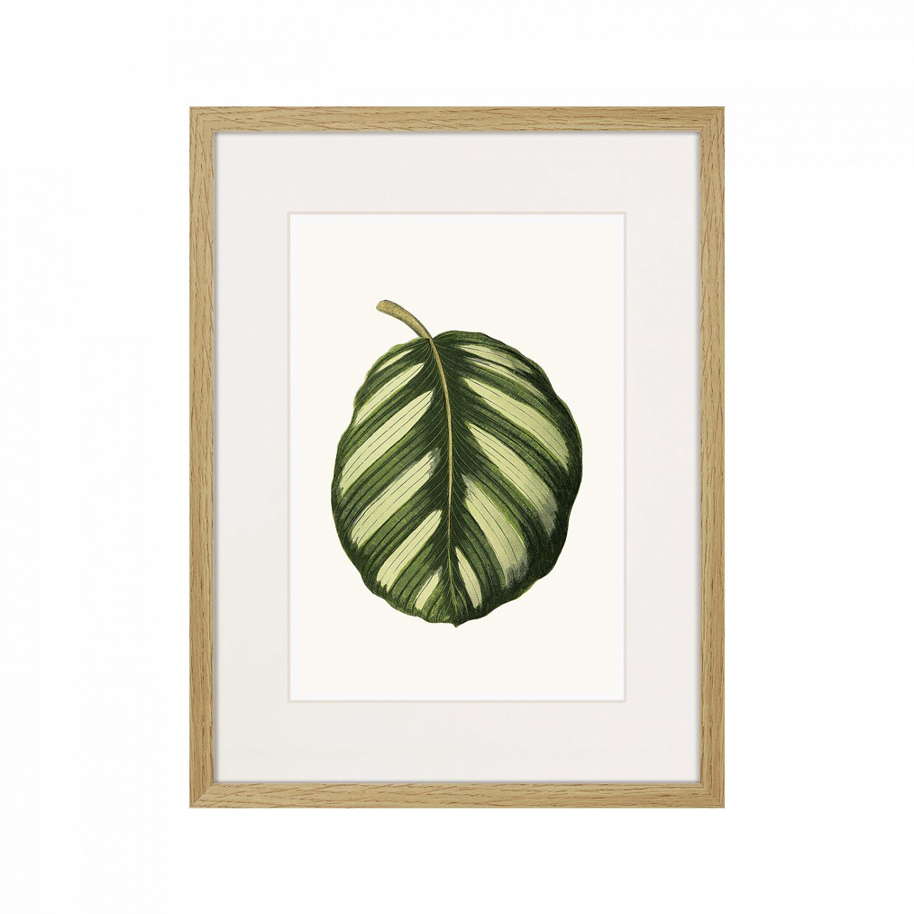 Картина 42х32 см Single Leaf of a Plant №2, 1865г. КАРТИНЫ В КВАРТИРУ  00-3894674 Белый;зеленый  - Вид №1
