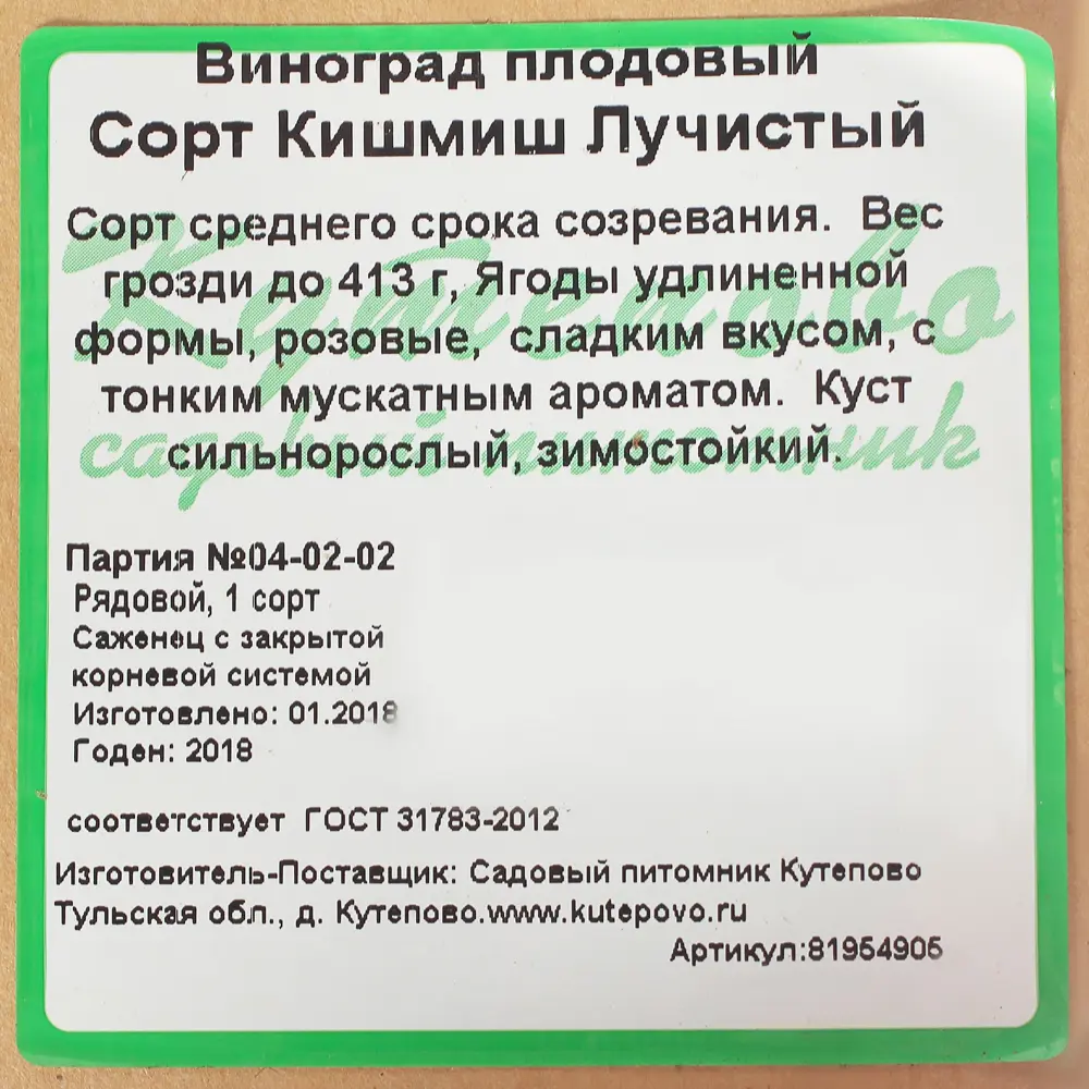 Виноград плодовый Киш-Миш С2 «Лучистый» h50 81954905 STLM-2060544 Santreyd  - Вид №3
