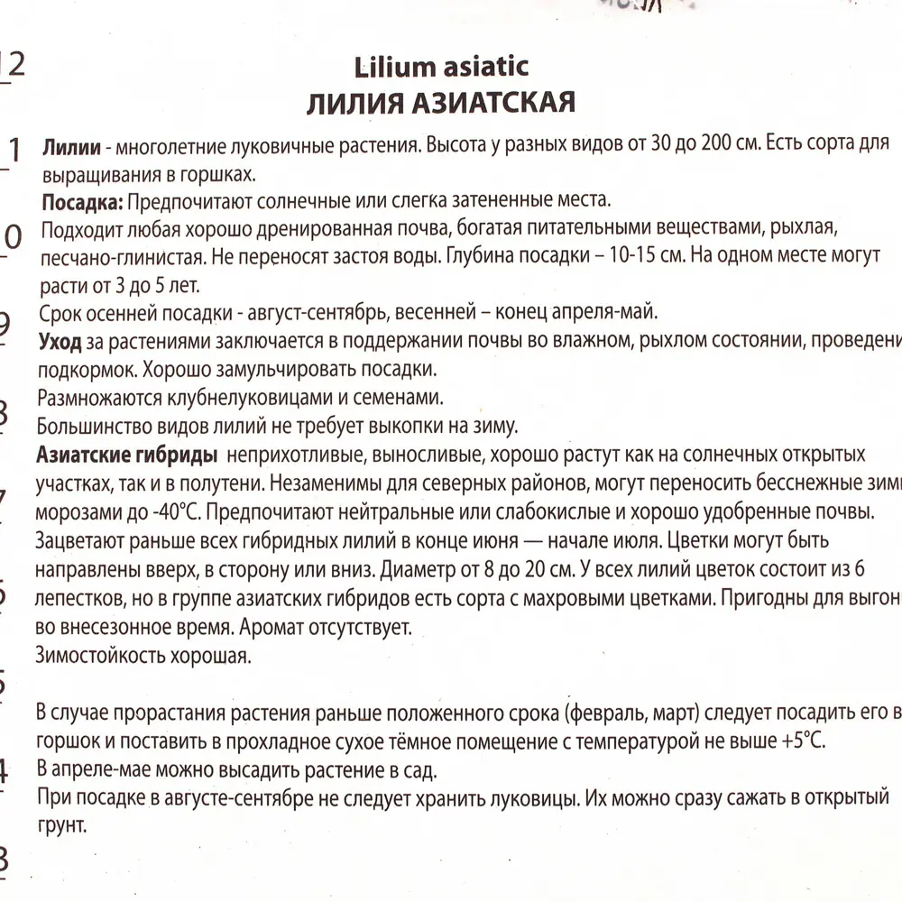 Лилия азиатская Танго «Неттис Прайд» 81945461 STLM-2207662 Santreyd  - Вид №2