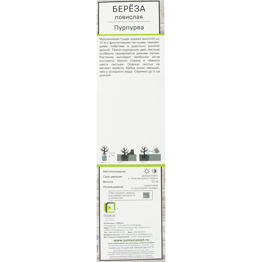 Береза повислая Пурпуреа h37 см 82150759 STLM-2102295 Santreyd  - Вид №1