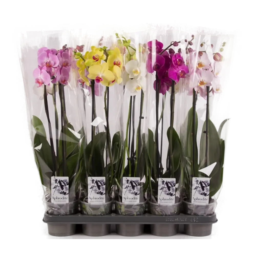 Santreyd Орхидея Фаленопсис - изящное украшение интерьера с цветами-бабочками 83670570 STLM-0043273 - Вид №3