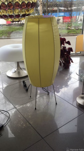 LT Nelly Big campione yellow