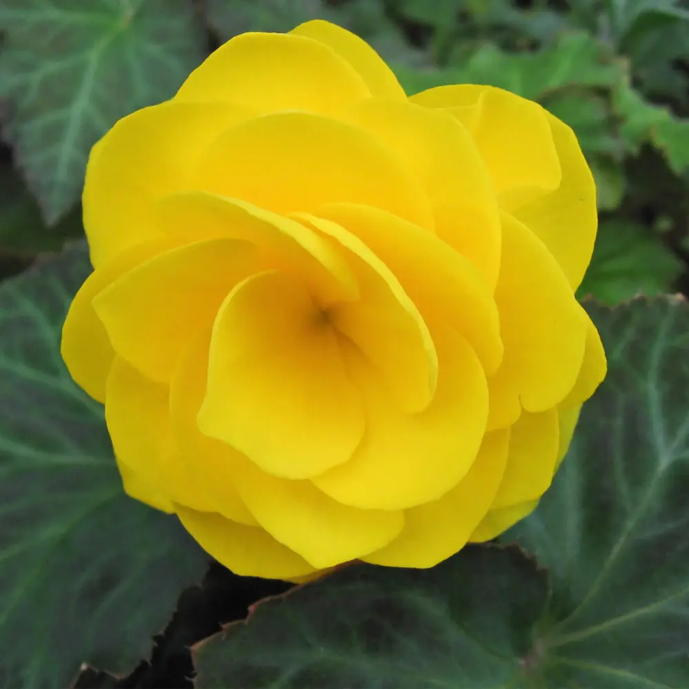 Бегония «double Yellow», 4х5 см 13064716 STLM-2032333 GEOLIA 