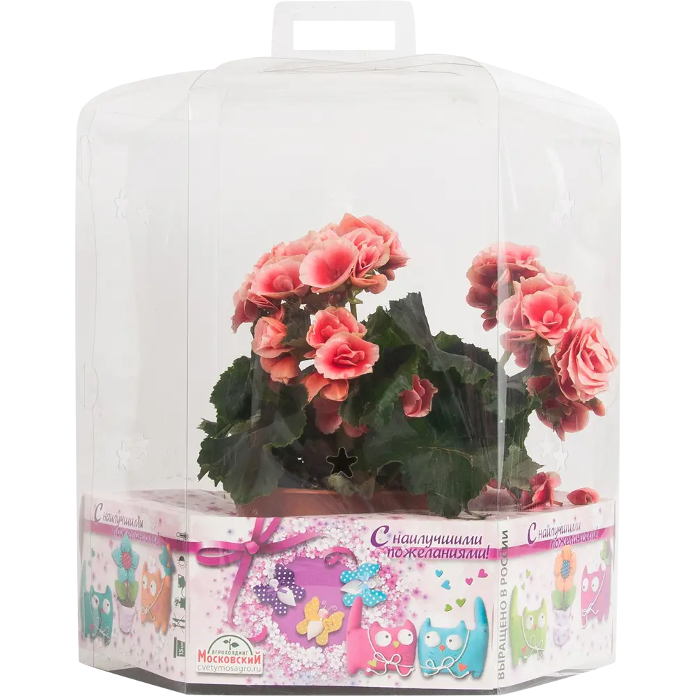 Бегония Премиум Santreyd с крупными розовыми цветами в декоративном горшке 18438861 STLM-1352331 - Вид №1