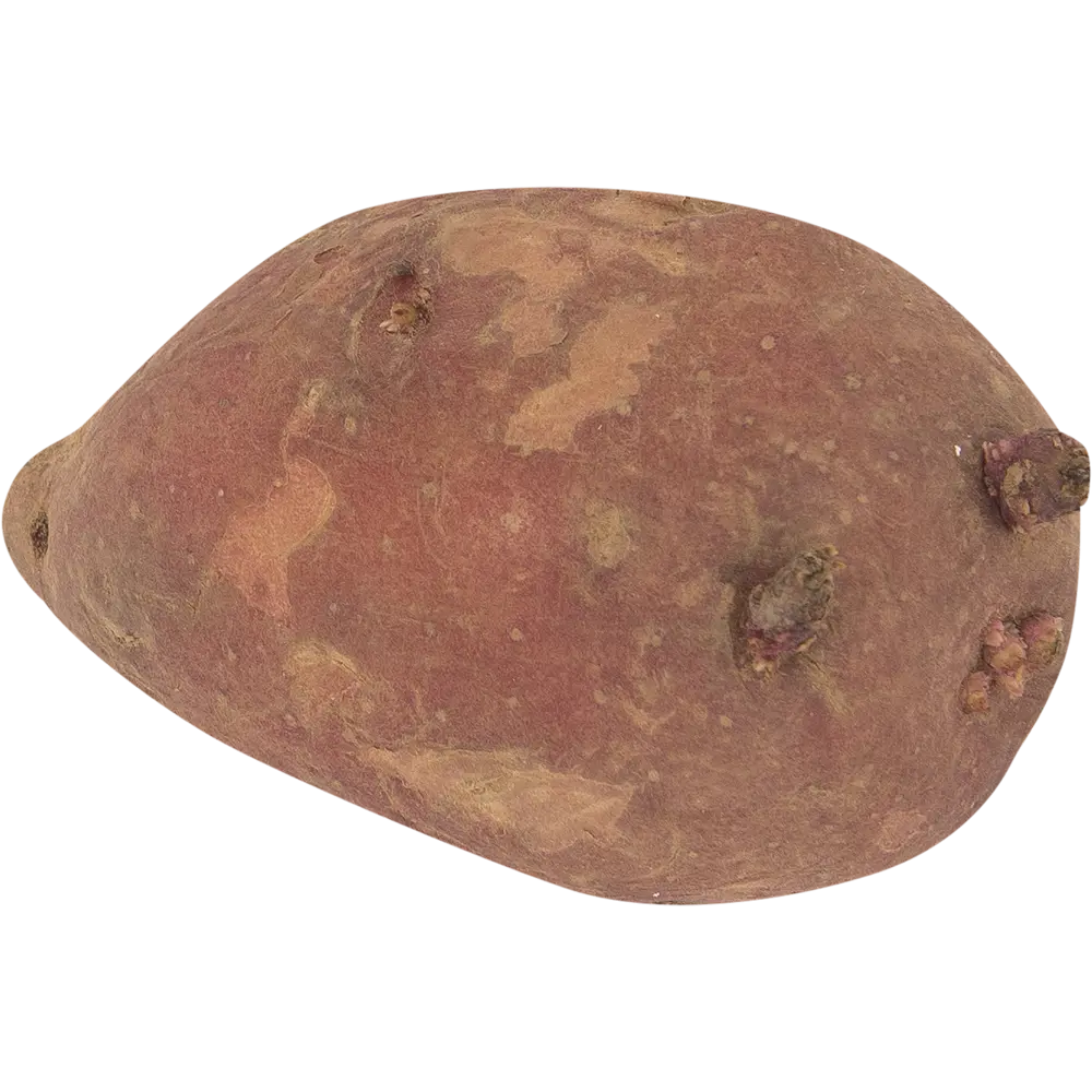 Картофель семенной «Маяк», 2 кг Santreyd STLM-2055012 - Вид №2