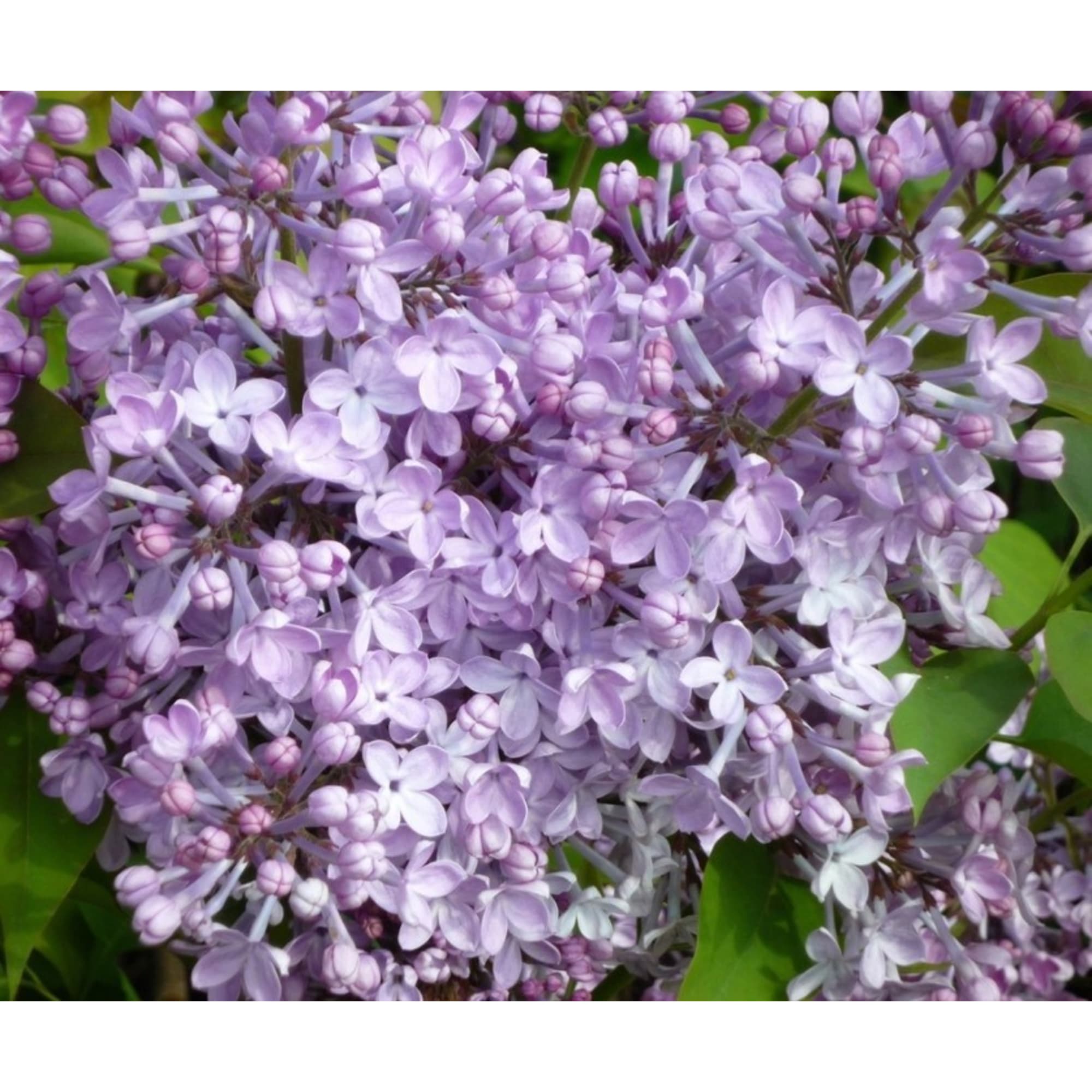 82176141 Сирень гиацинтовая «Шереметьев» P9 Santreyd 