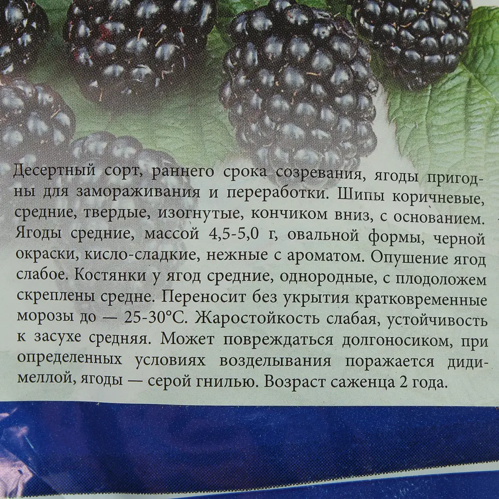 Ежевика «Агавам» (1 год) 81950992 STLM-2172222 Santreyd  - Вид №2
