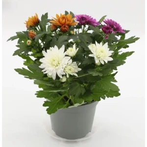 Хризантема Карнавал - комнатное декоративно-лиственное растение ø12 см 89441698