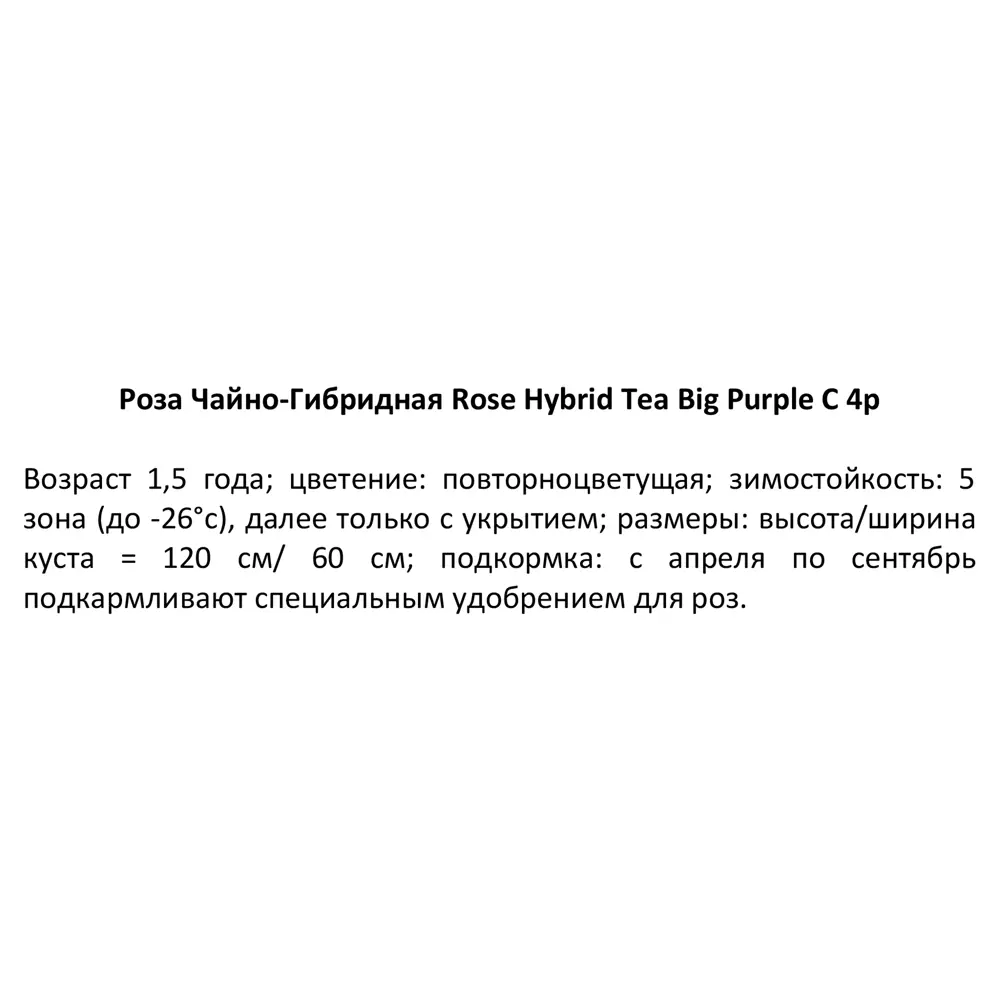 Роза чайно-гибридная Биг Перпл ø19 h55 см 84827526 STLM-2165358 PLANTMARKET  - Вид №2