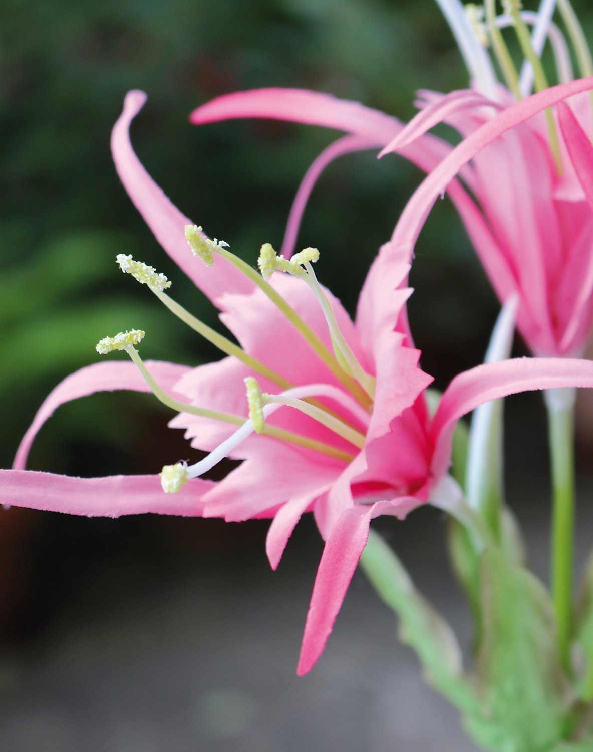 3379 510 a3 Искусственная лилия паука, 78 см, розовая H-andreas 