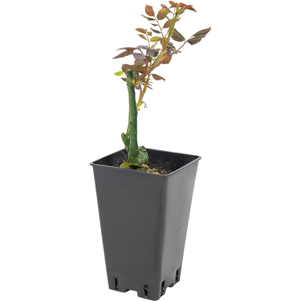 Роза плетистая «Эрик Таберли» 15x30 см 82594791 STLM-2182204 Santreyd 