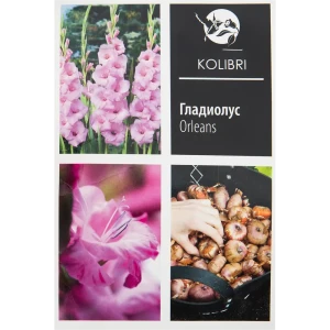 Гладиолус крупноцветковый «Орлеанс» 82539346 STLM-2146900
