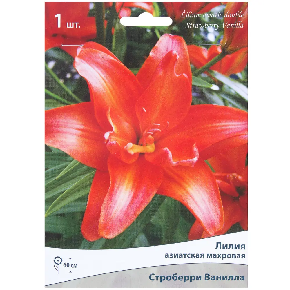 Лилия азиатская махровая «Строберри Ванилла» 81945468 STLM-2020134 Santreyd 
