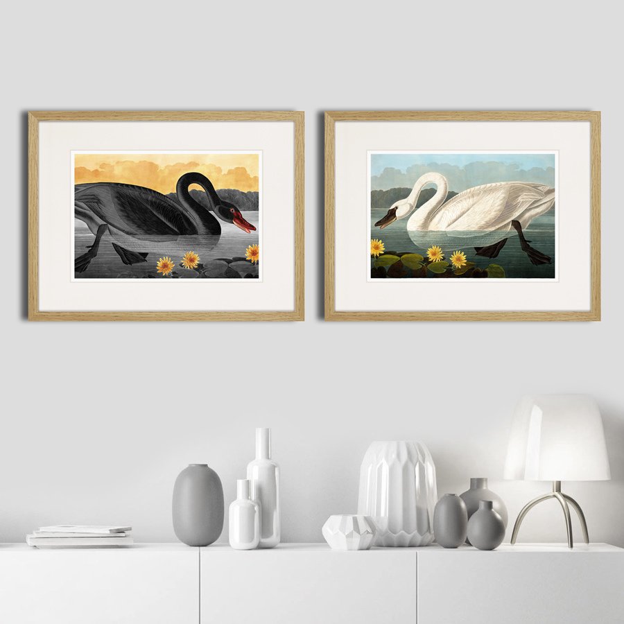 Картина в раме 42х32 см Common American Swan (black), 1838г. КАРТИНЫ В КВАРТИРУ  264483 Желтый;серый  - Вид №2