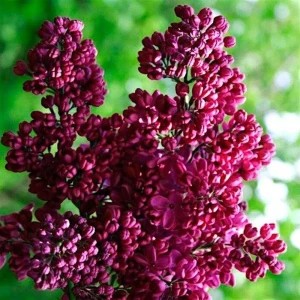 Сирень Знамя Ленина ø19 см h40-60 см 85087648 STLM-2127950