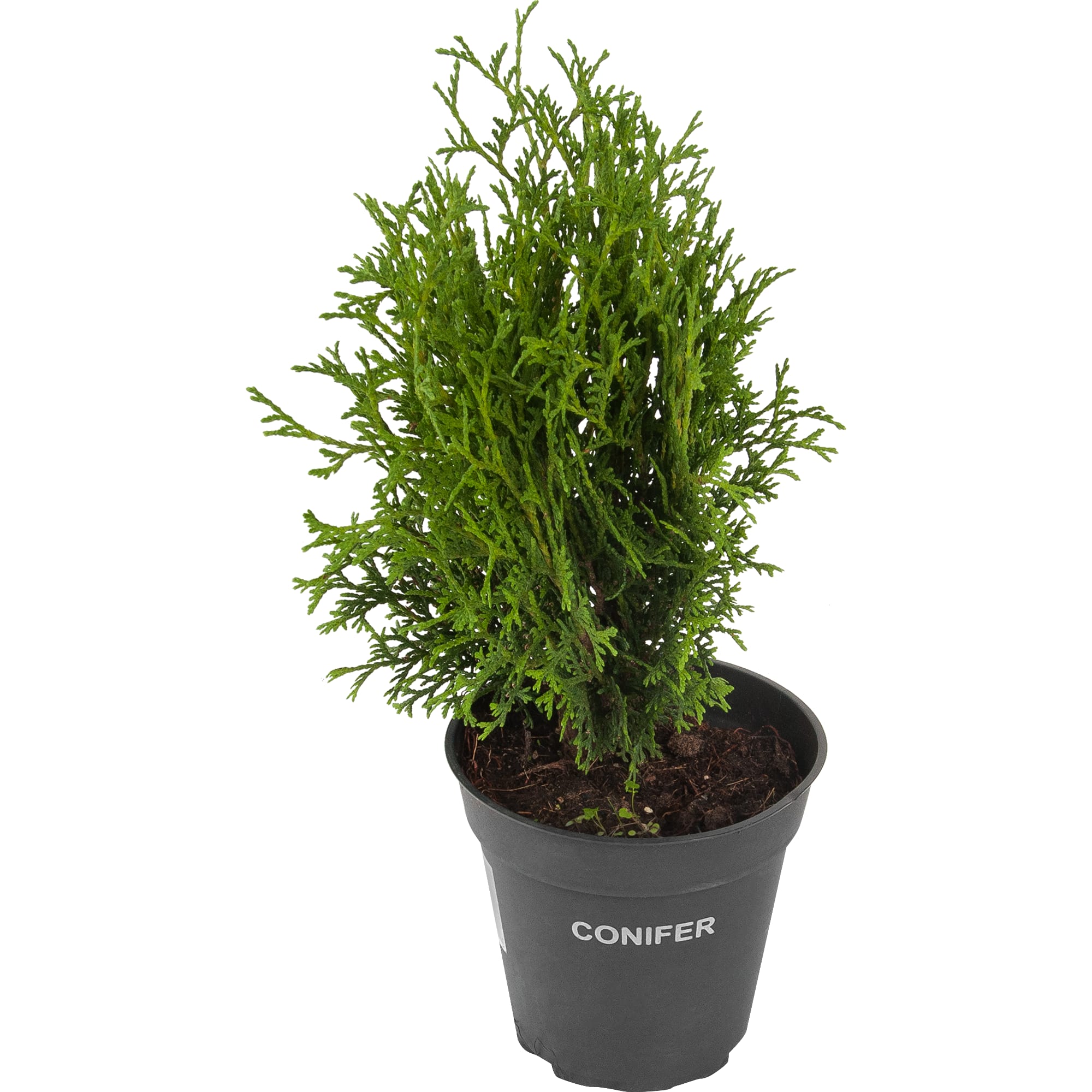 18470019 Туя западная «Тини Тим», С1/20-25 см Santreyd 