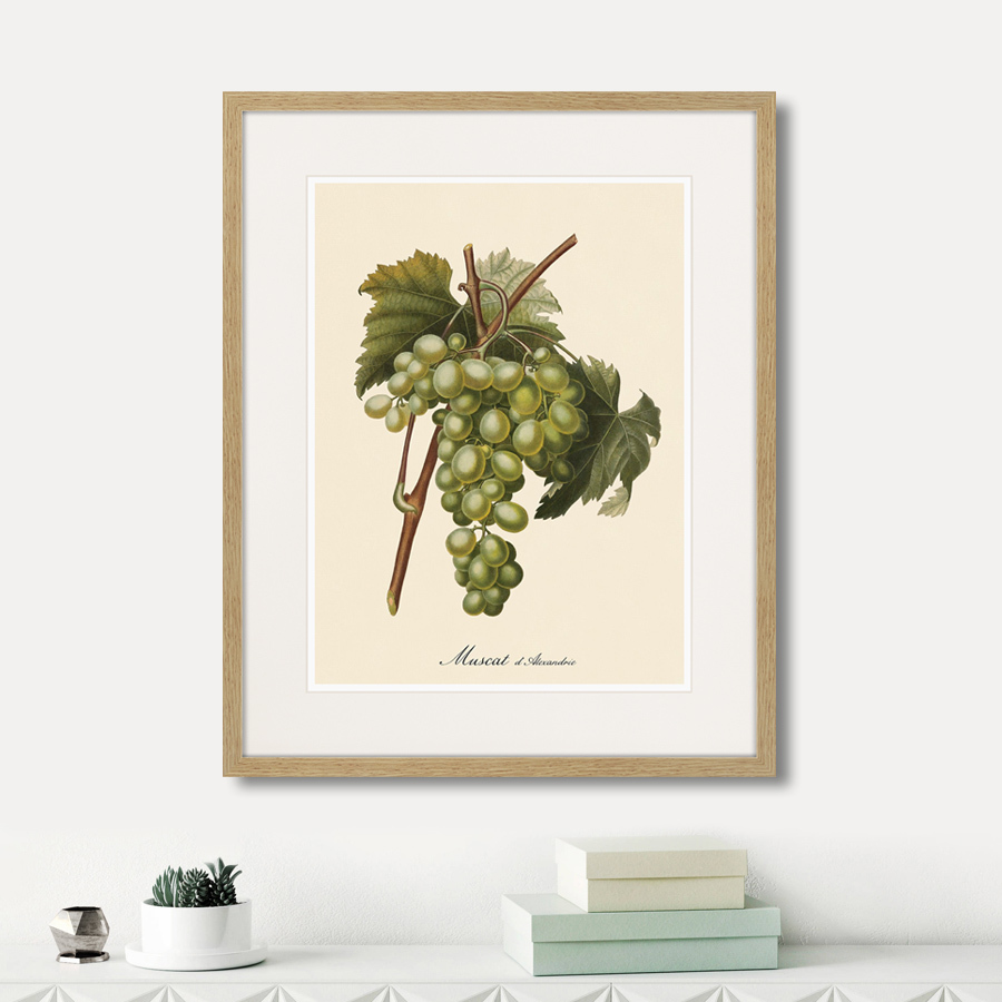 Картина Juicy fruit lithography №13, 1870 г., 42х52 см КАРТИНЫ В КВАРТИРУ  264431 Разноцветный  - Вид №5