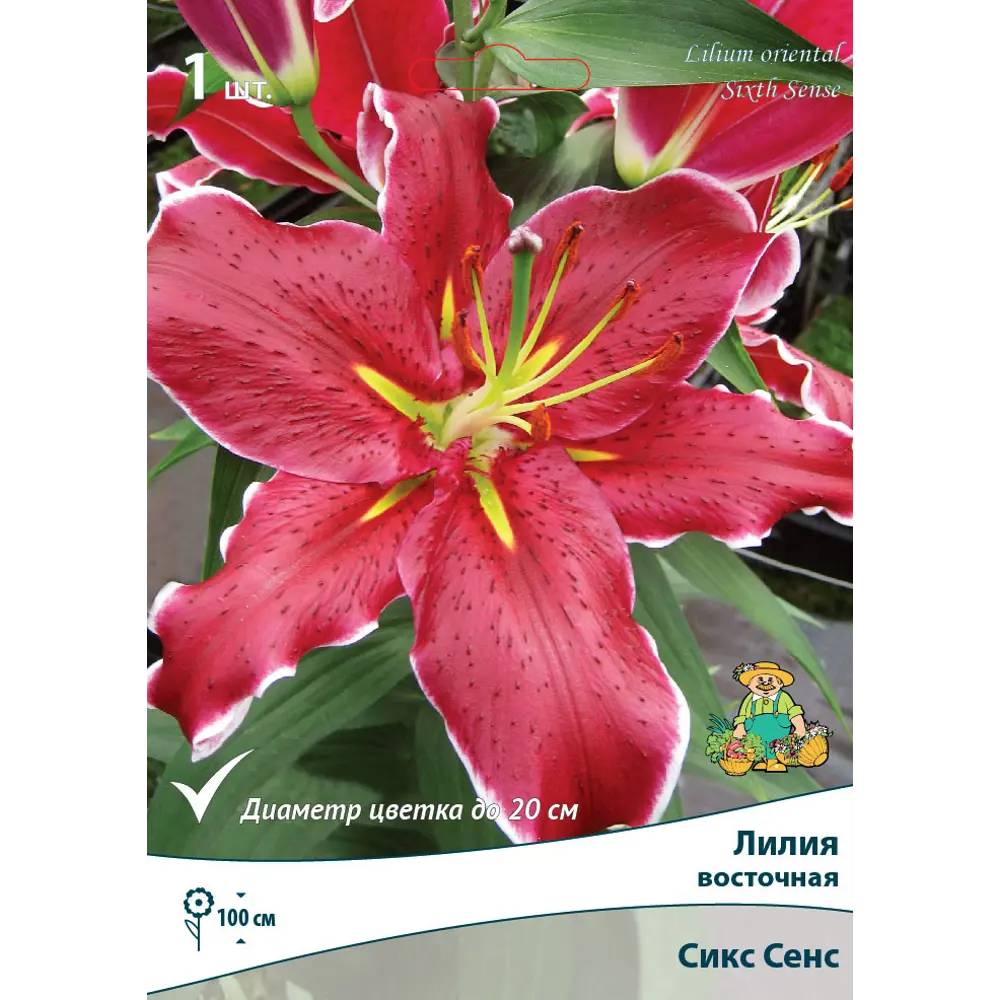 Santreyd Лилия Six Sense - винно-красная с белым краем 82530238 STLM-0960554