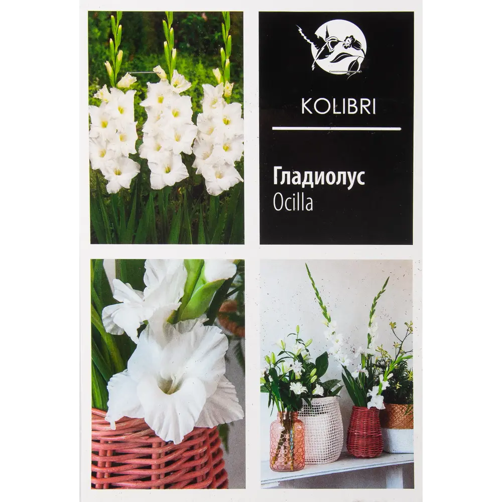 Гладиолус крупноцветковый «Оцилла» 82539345 STLM-2111040 КОЛИБРИ 